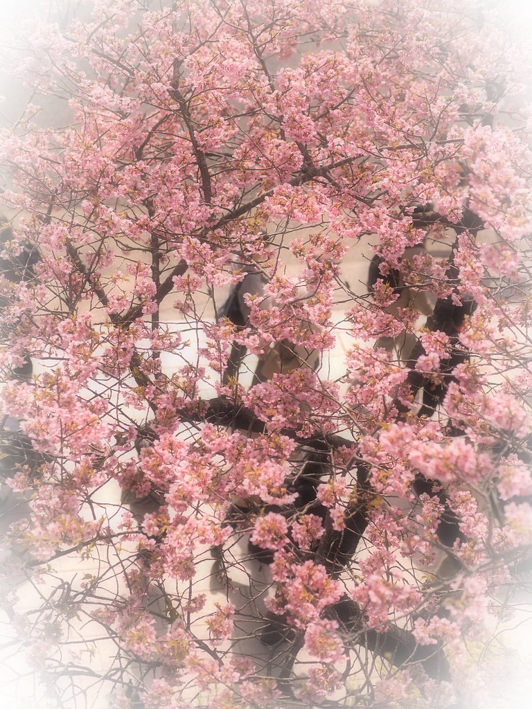 【温】春うらら