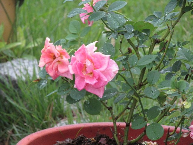 可愛い薔薇を育てています