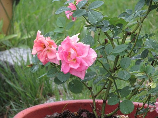 可愛い薔薇を育てています
