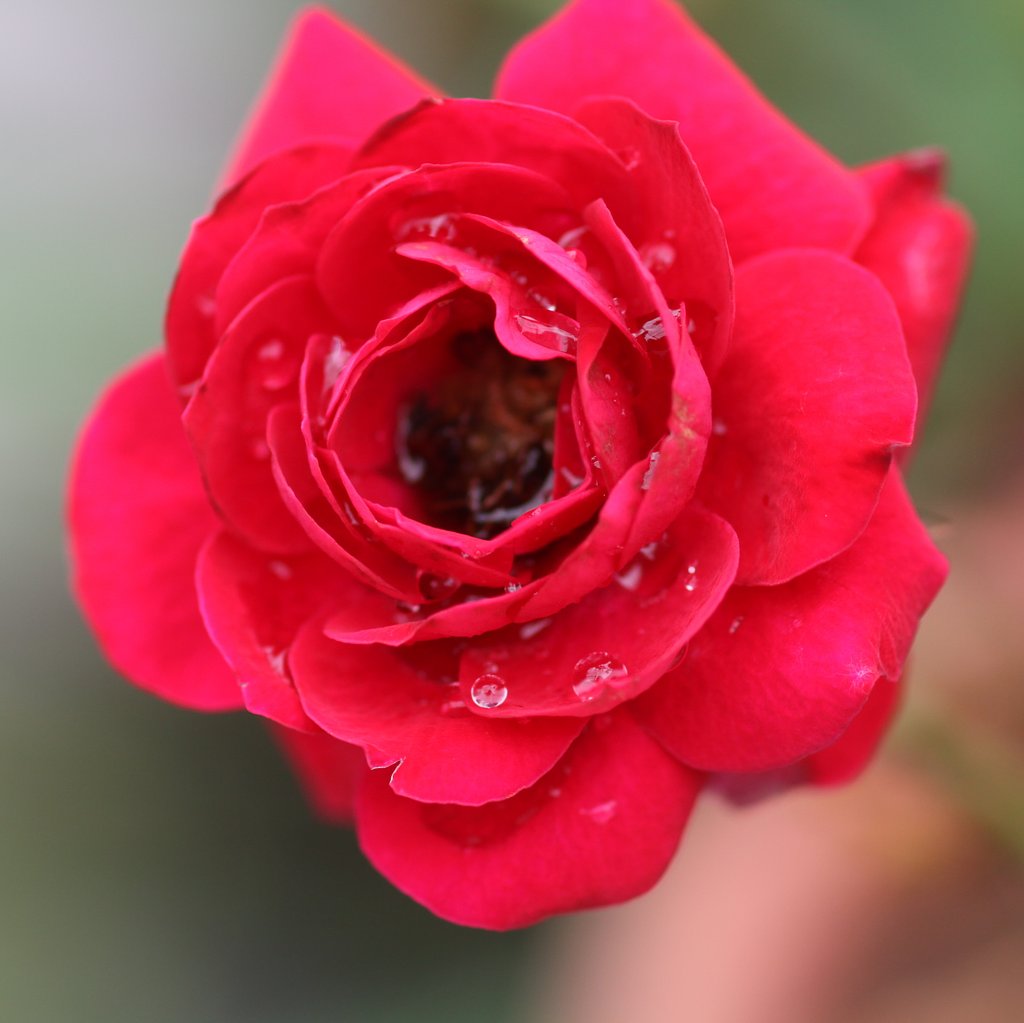 EF100㎜F2.8　macro