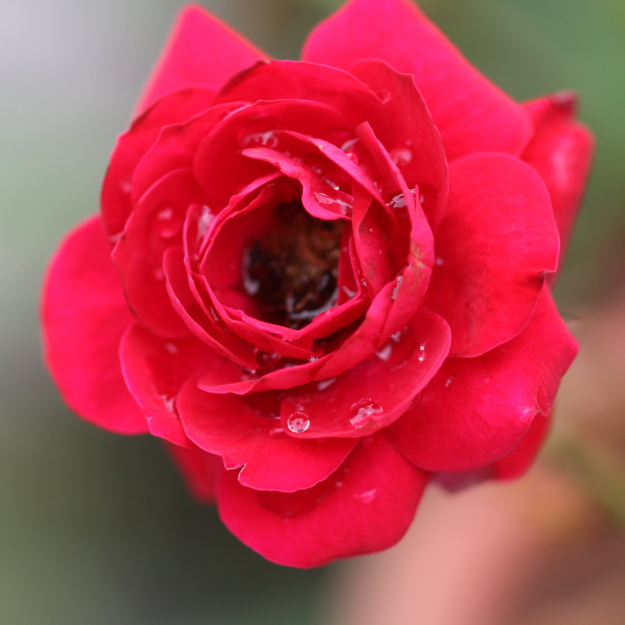 EF100㎜F2.8　macro