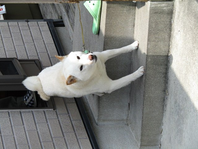白い番犬　張り切って　出番です