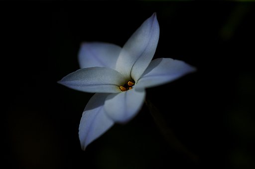 花韮です。（早速ですが...）