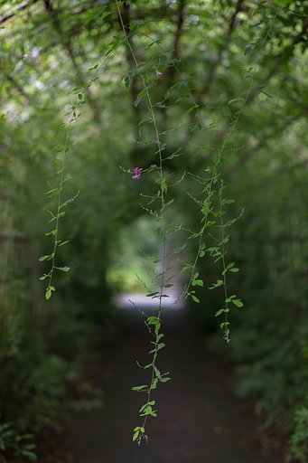 EF50mm F1.2 L
