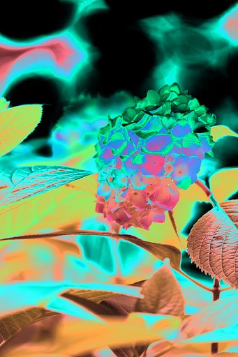 紫陽花