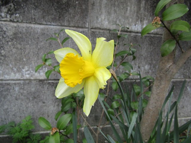 ラッパ水仙の可愛い姿を蔵出ししました