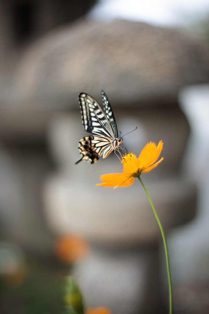 Y/C　P50㎜F1.4AEJ