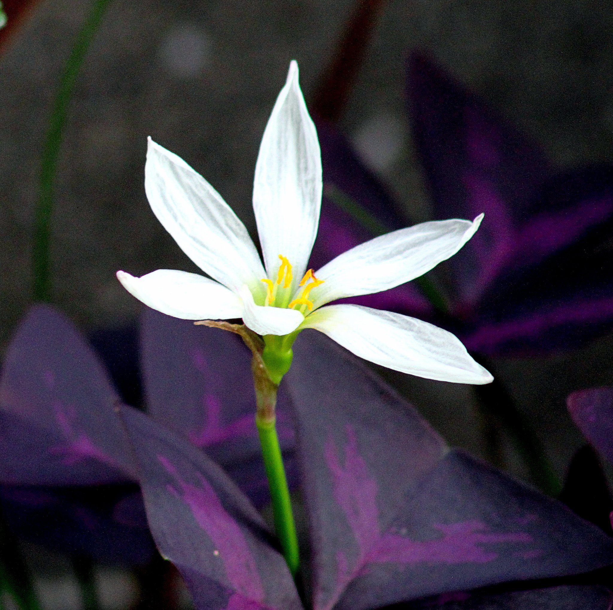 白い花
