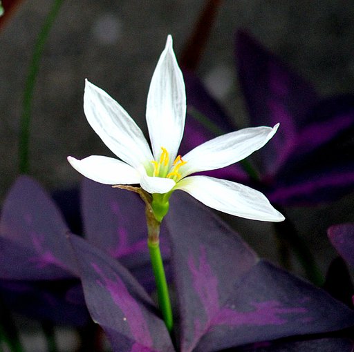 白い花
