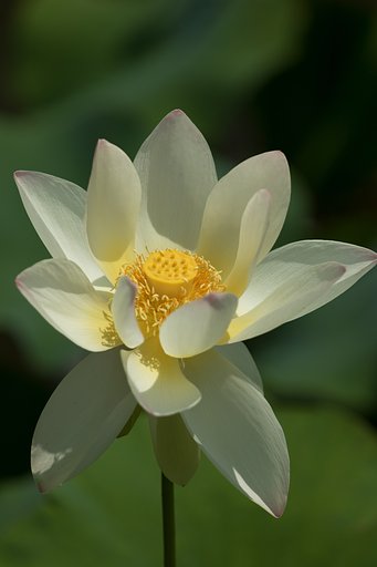 EF70-200mm F2.8 L