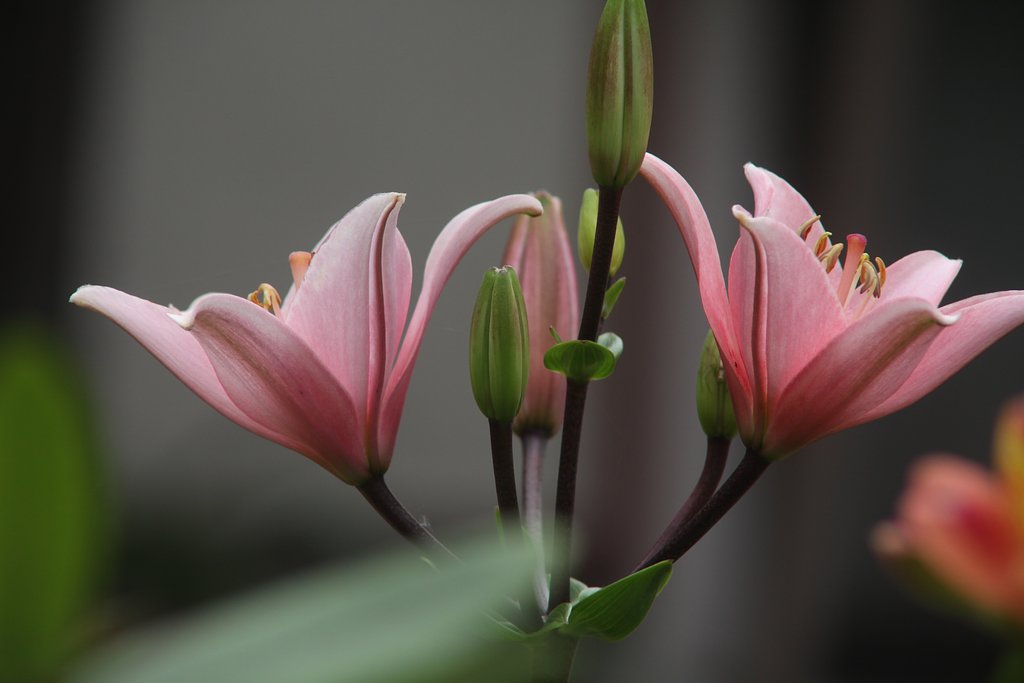 Canon  EF100㎜F2.8　macro＋レノックス2.2倍テレコン