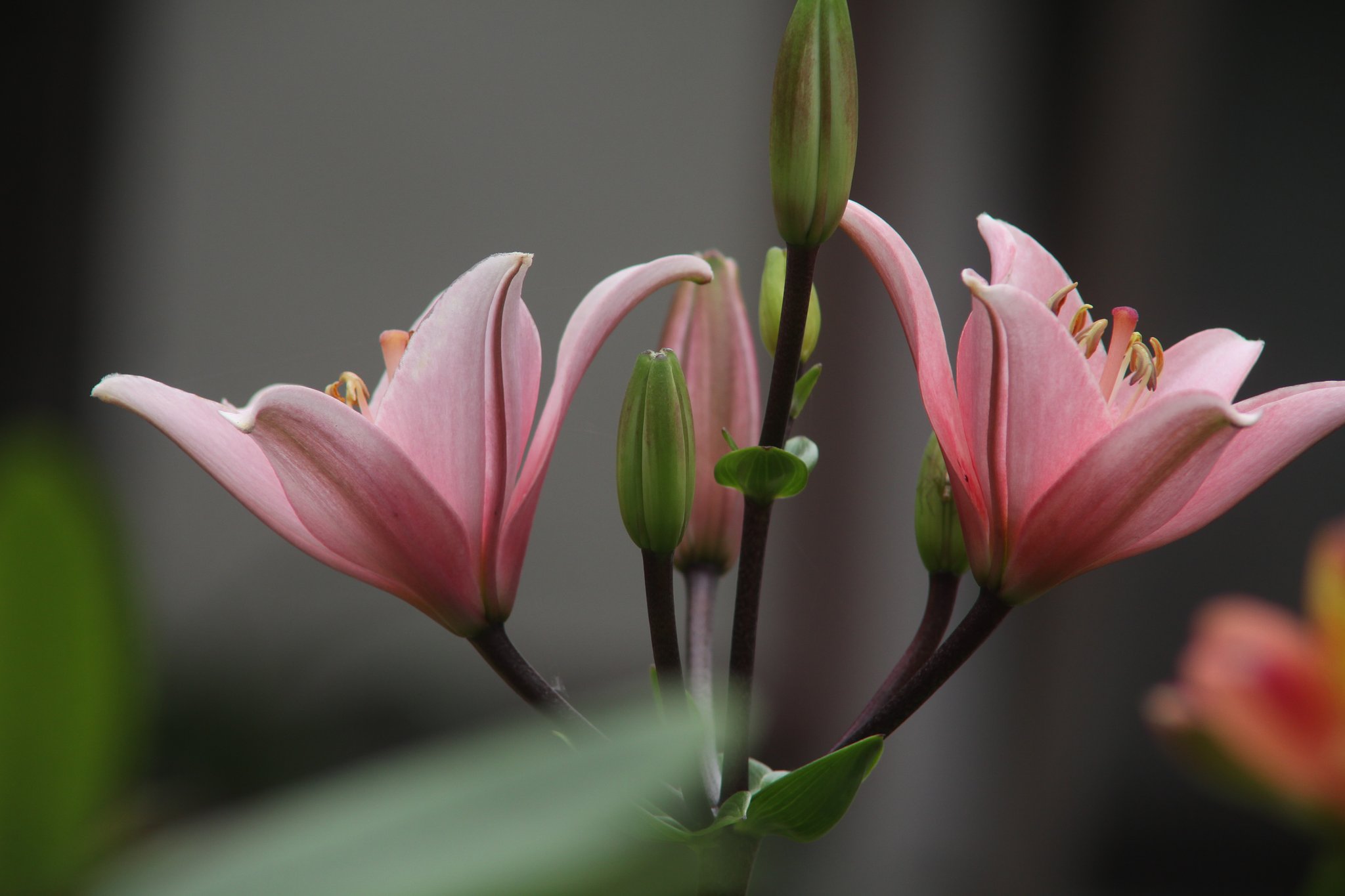 Canon  EF100㎜F2.8　macro＋レノックス2.2倍テレコン