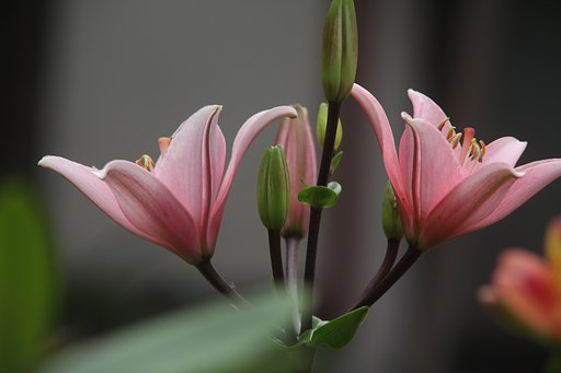 Canon  EF100㎜F2.8　macro＋レノックス2.2倍テレコン