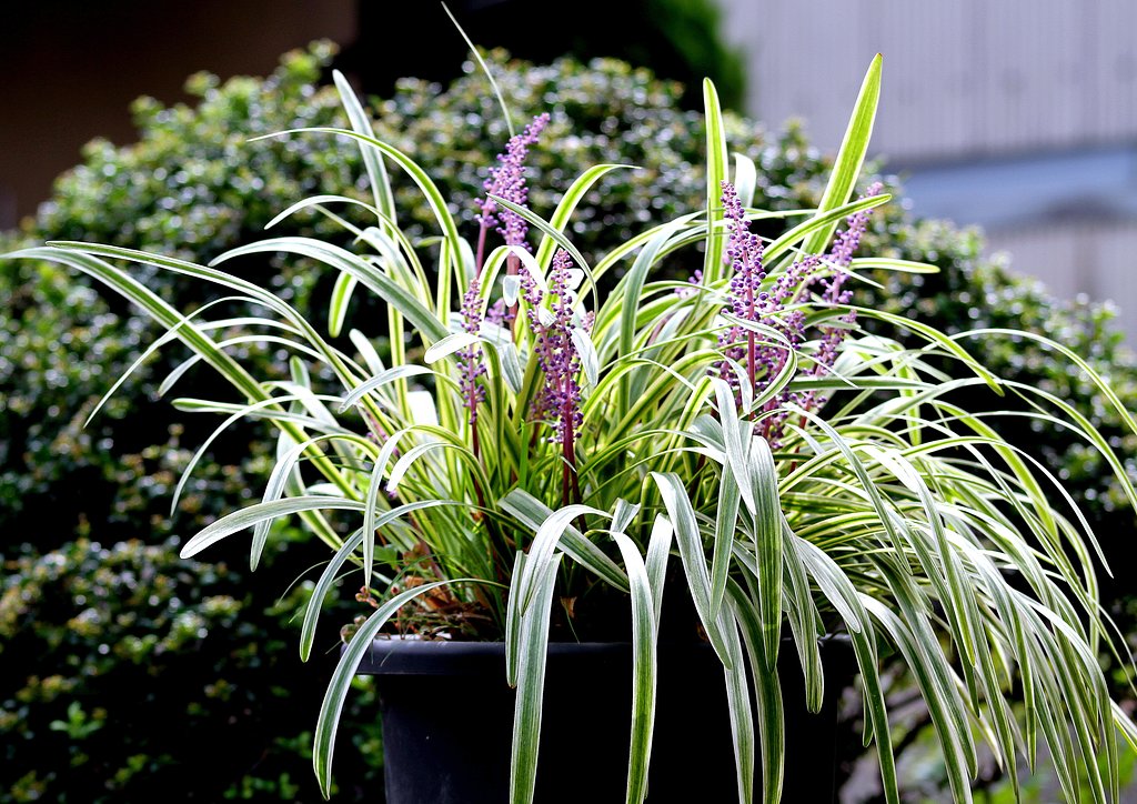 鉢植えのヤブラン