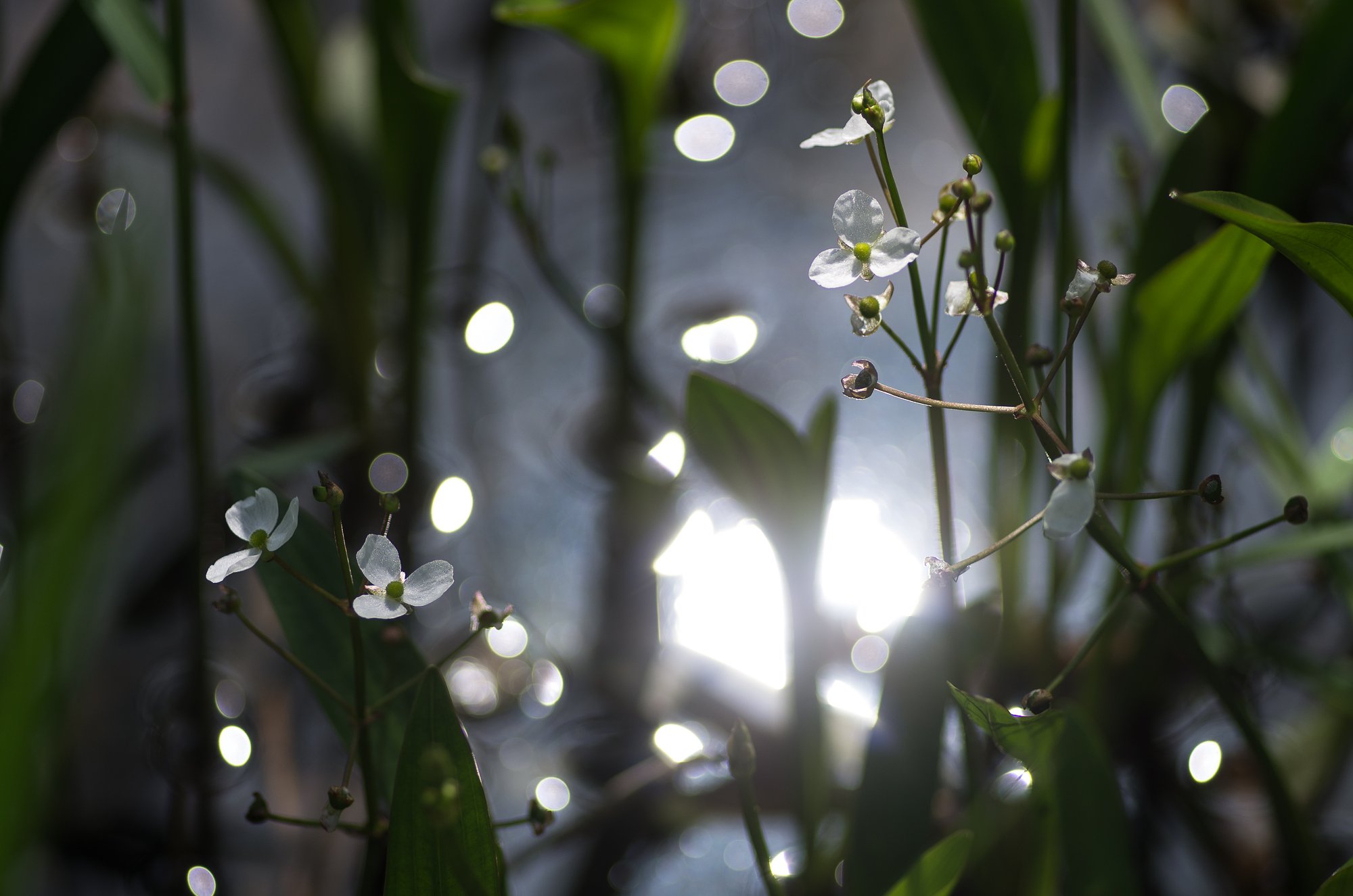 暑と涼