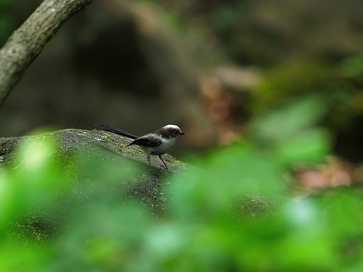 緑の安らぎ