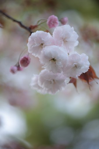 八重の桜