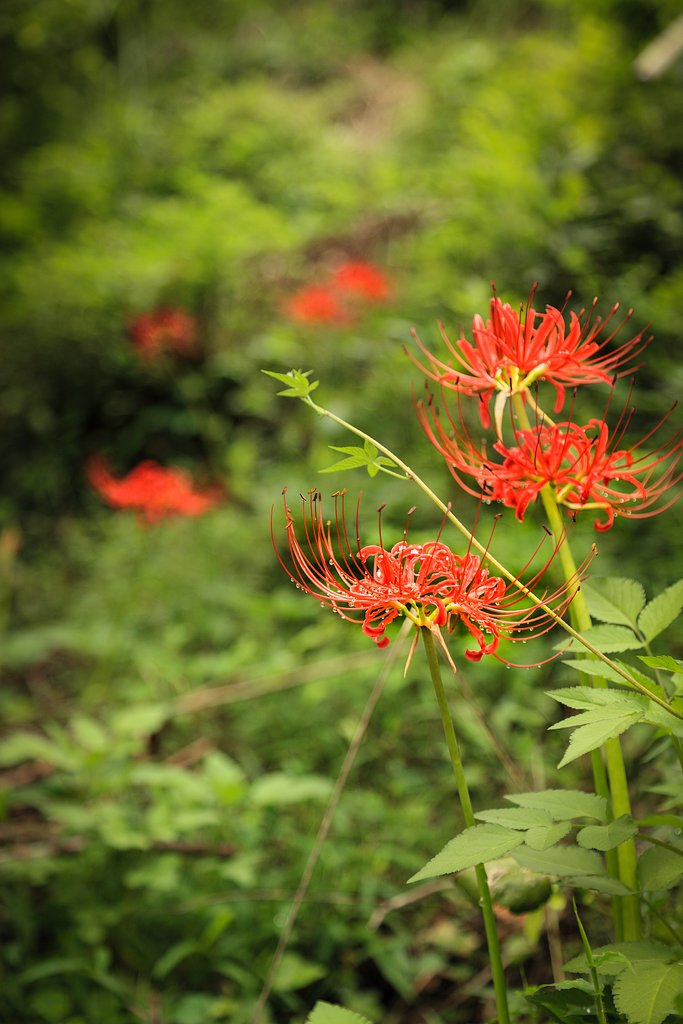 小山の彼岸花Ⅱ