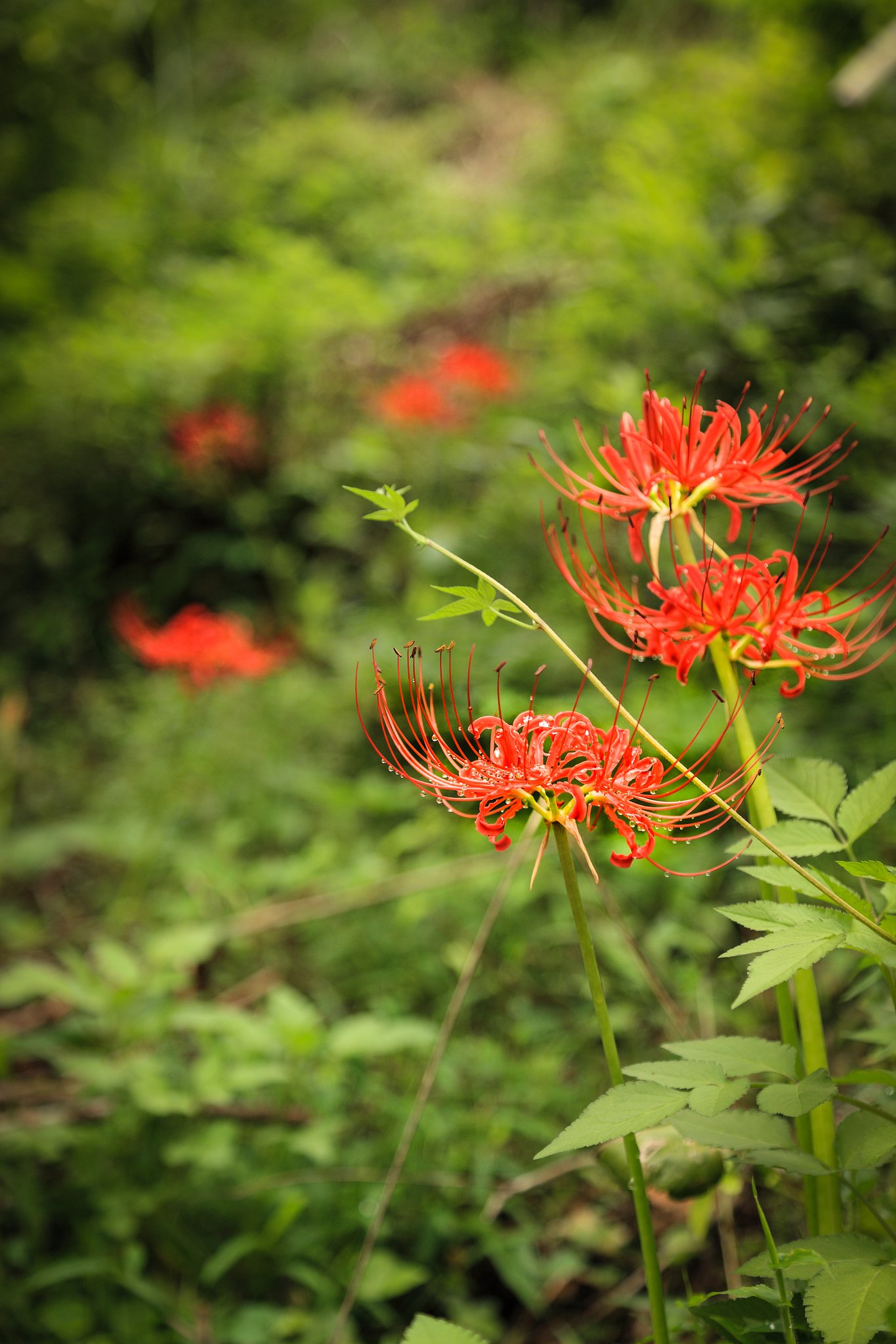 小山の彼岸花Ⅱ