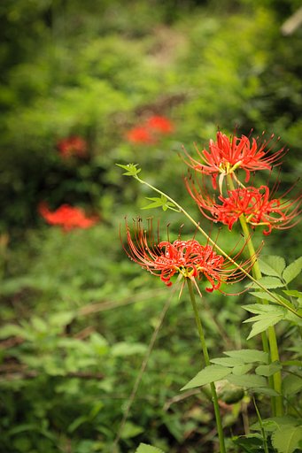小山の彼岸花Ⅱ