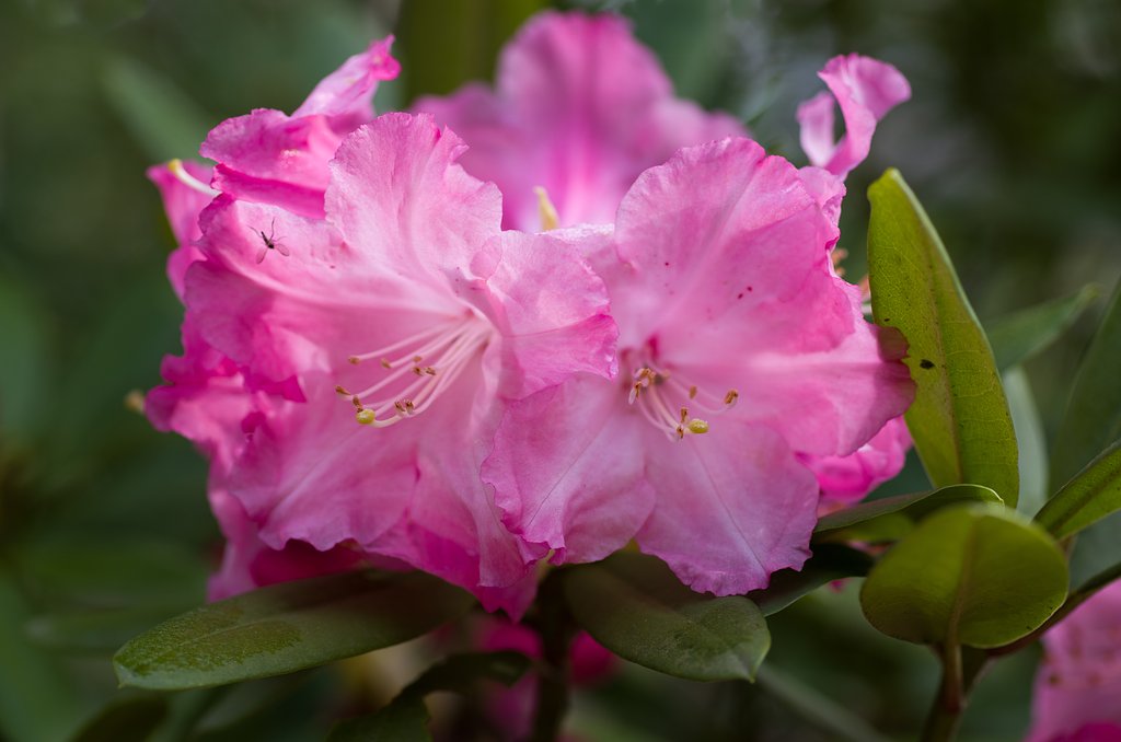 SIGMA MACRO 70mm F2.8