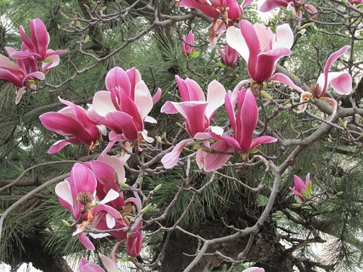 面白い光景の花の咲く木を発見しました