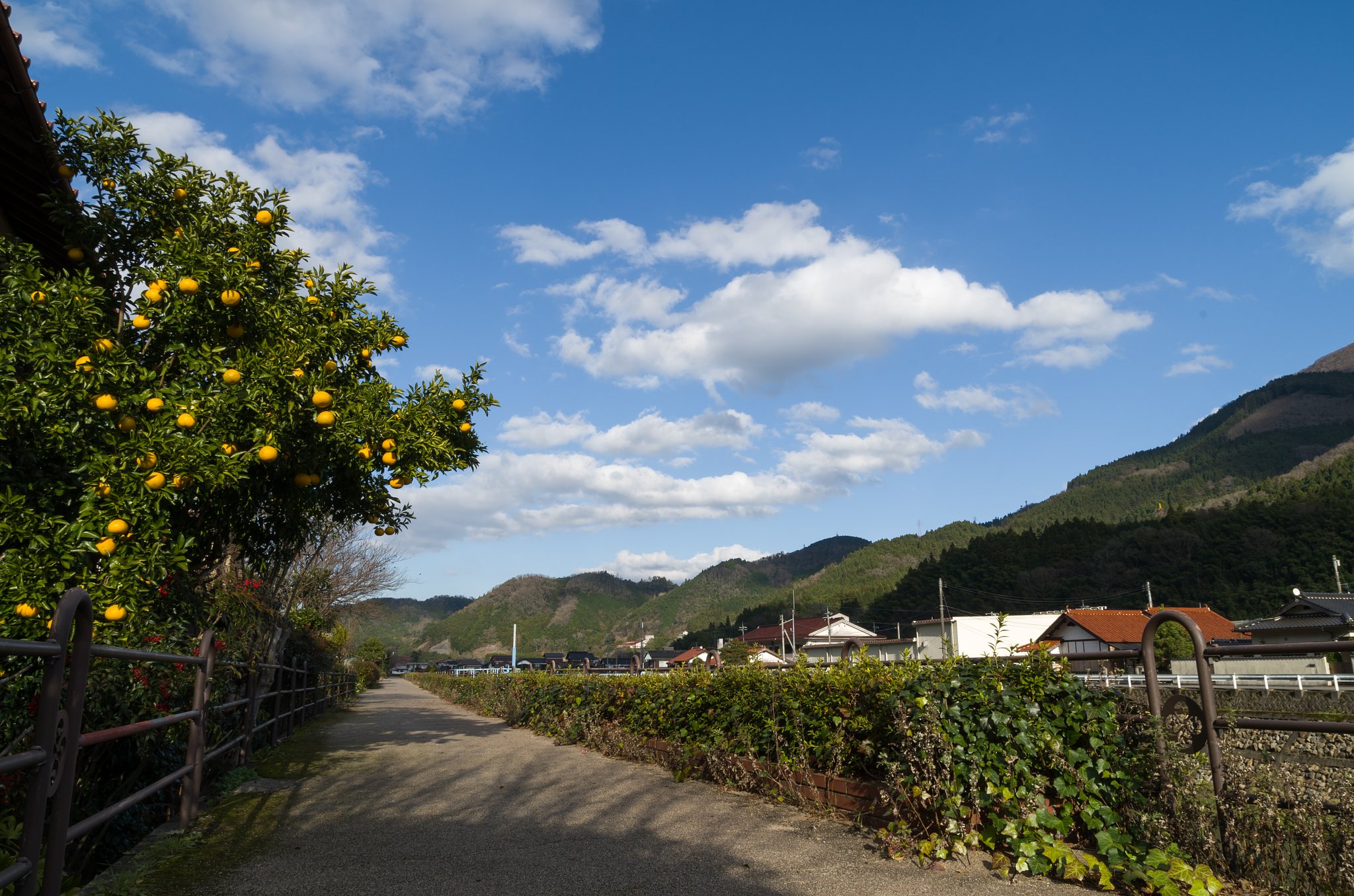 土手の道