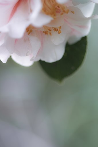 ミノルタα100㎜F2.8マクロ