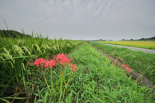 畦道