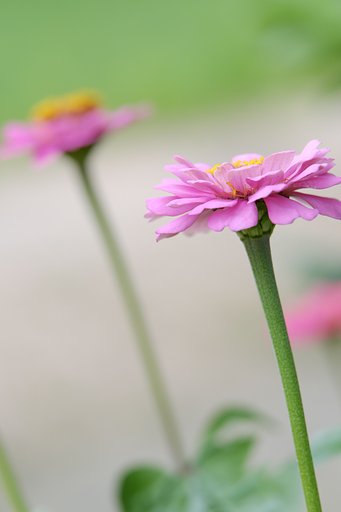 庭の花
