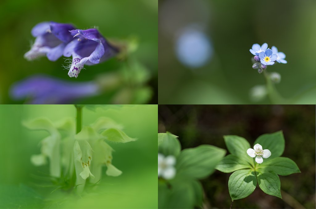 花四種