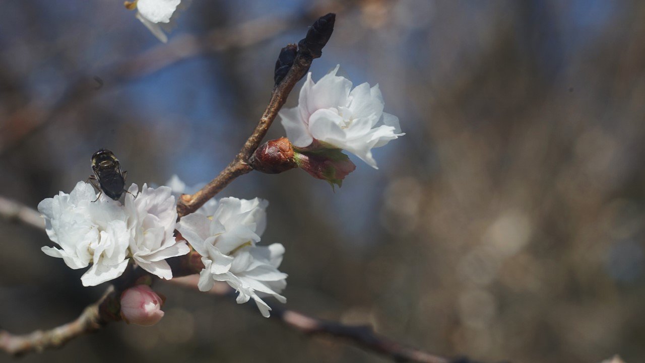 冬に咲く桜