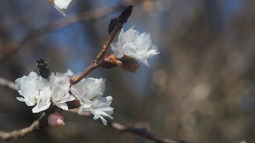 冬に咲く桜
