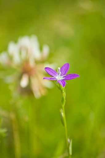 野原の小さな花
