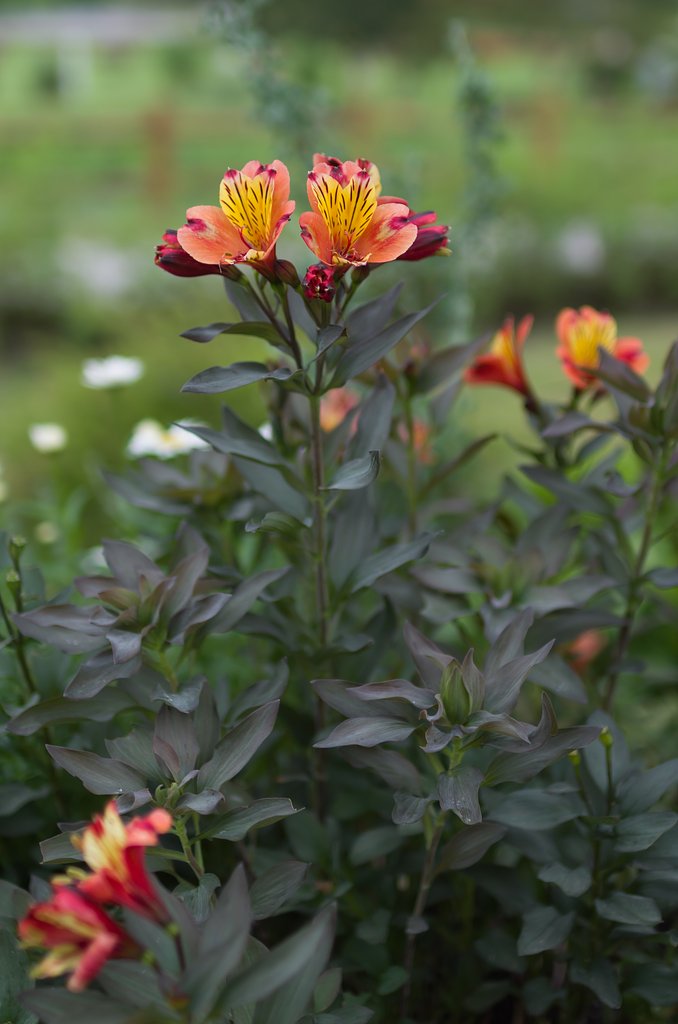 SIGMA 30mm F1.4 DC HSM