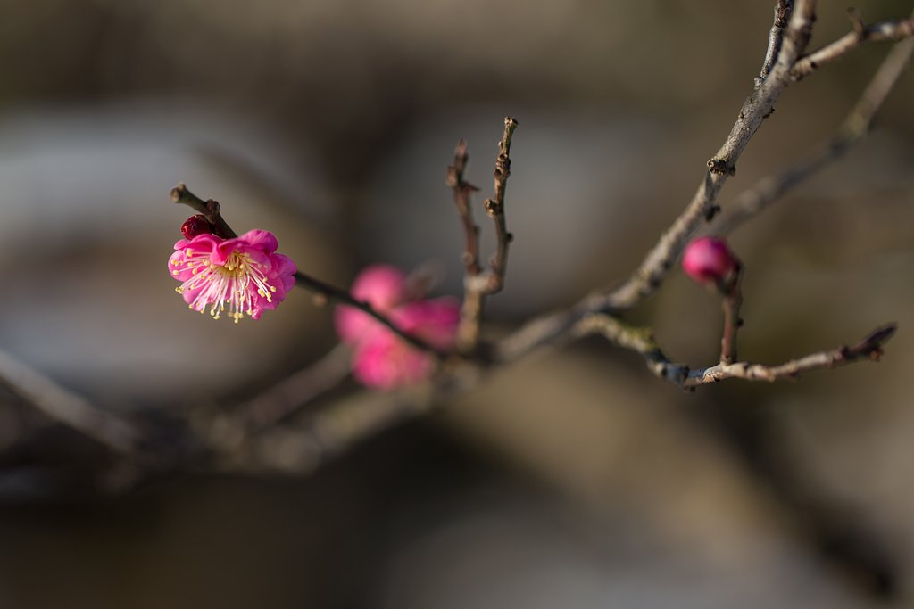 EF100mm F2.8 L IS MACRO