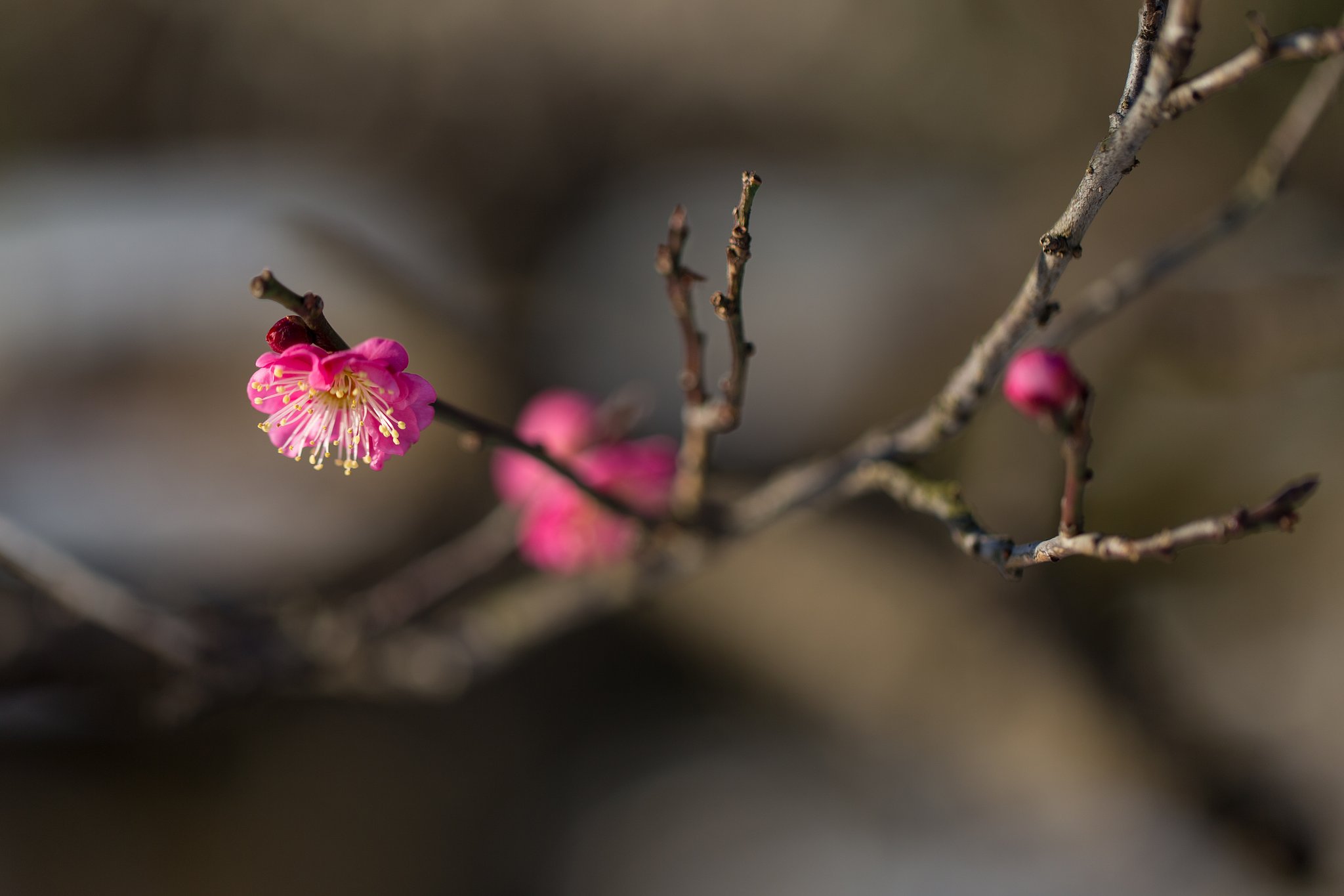 EF100mm F2.8 L IS MACRO