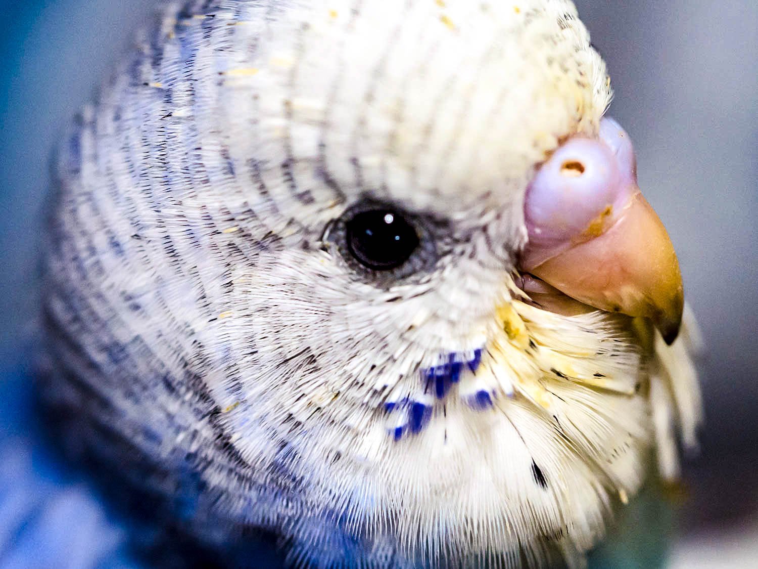 【温】手のりインコ　フーです