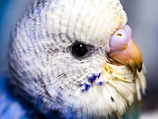 【温】手のりインコ　フーです