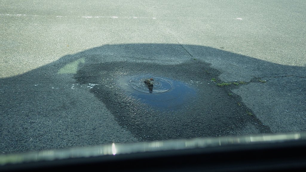 緊急行水です