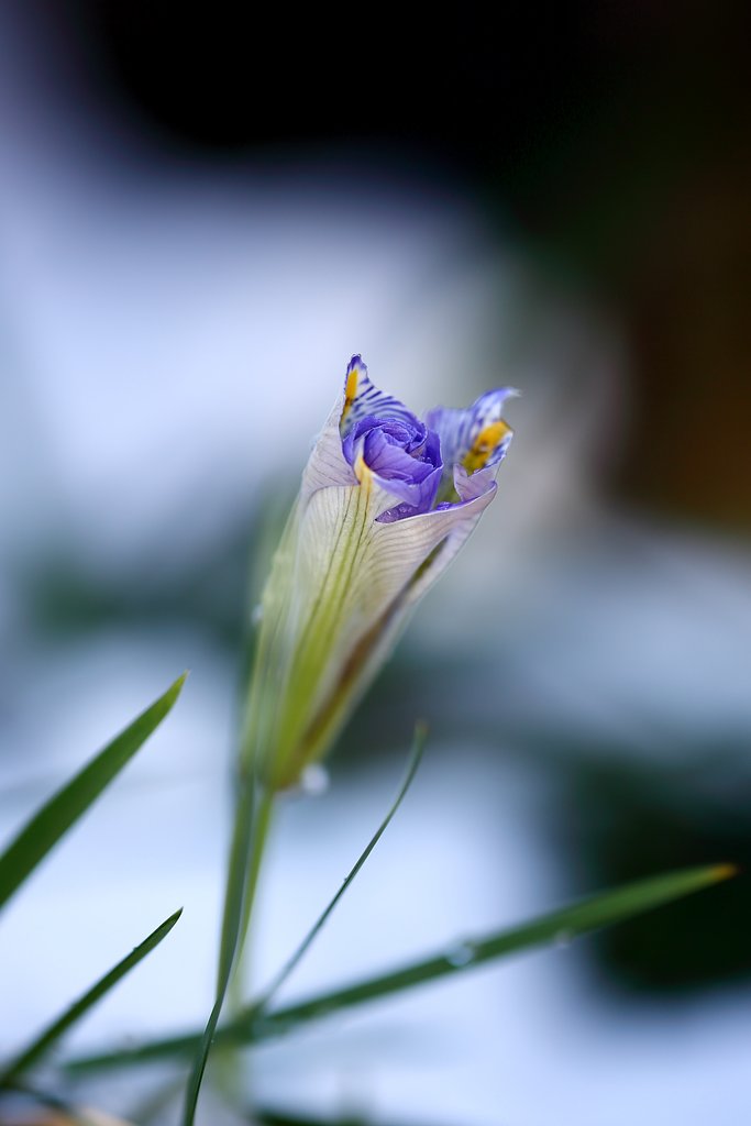 寒中に蕾む