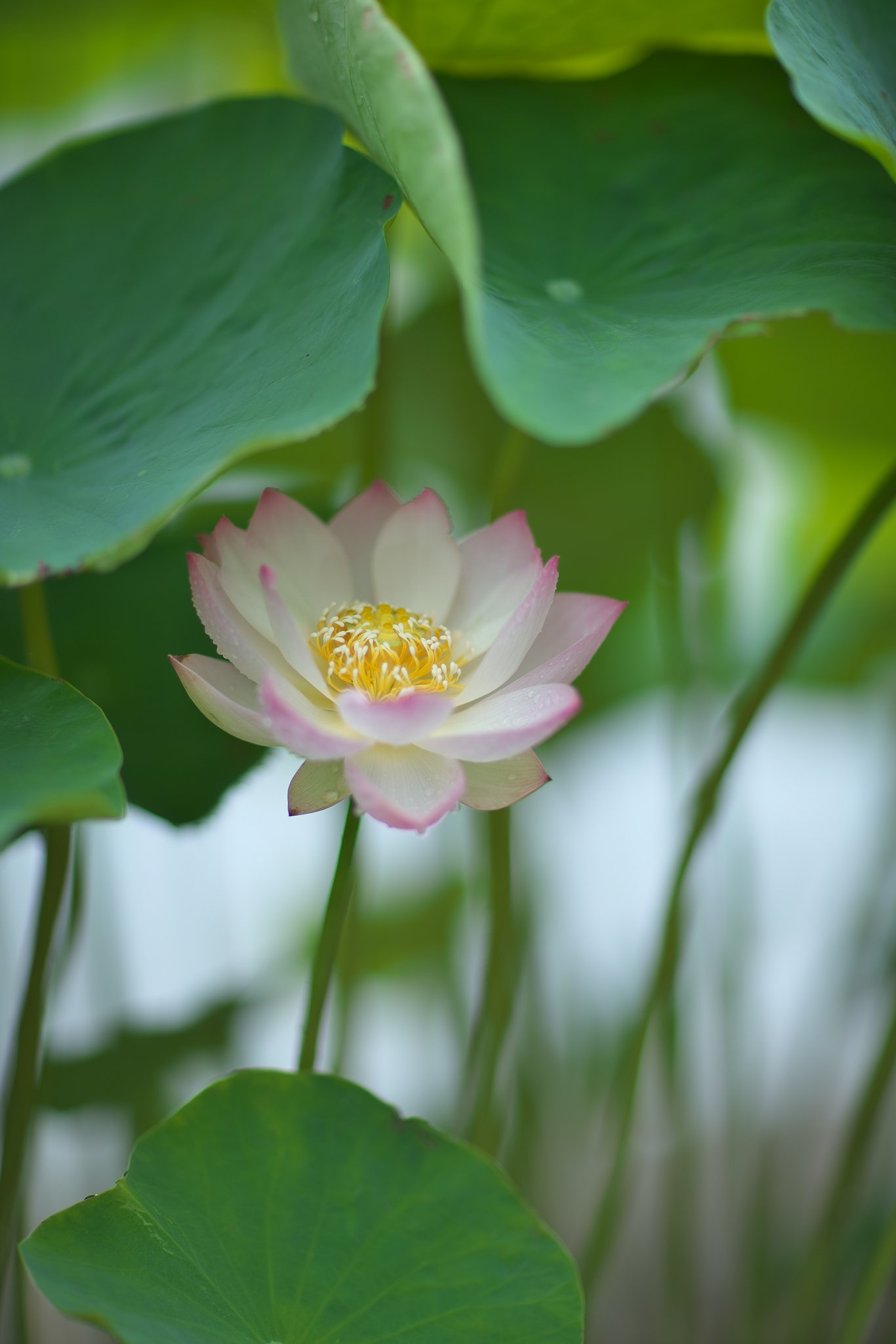 極楽浄土