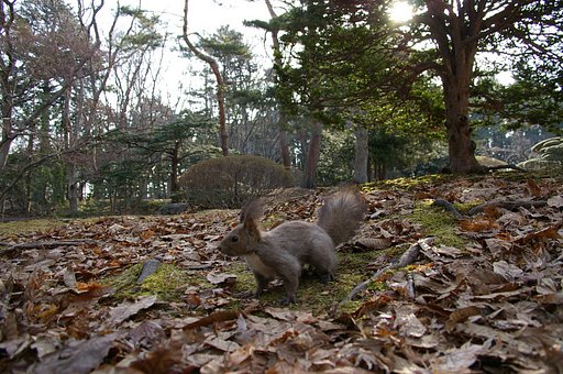 広角のエゾリス３