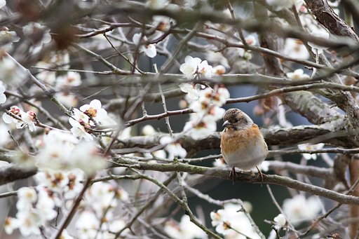 梅アトリ♀