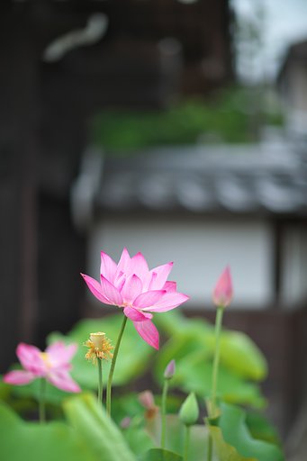 三世