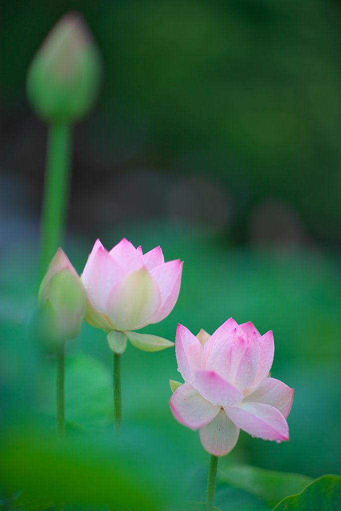 EF85 F1.2LⅡ