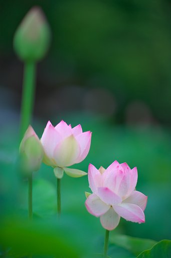 EF85 F1.2LⅡ