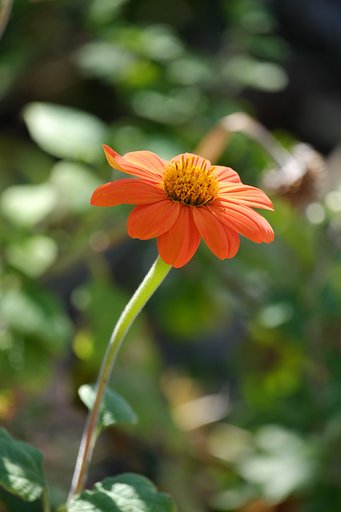 Fuji XF55-200