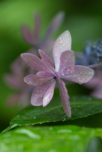 雨のダンスパーティー２