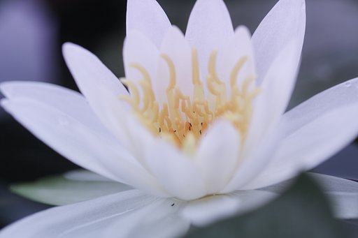 睡蓮Ⅱ